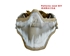 Picture of TMC Mesh Mask with Ear Cover - Khaki