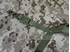 Picture of Warrior W style Helmet Retention System Replica (OD)