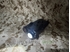 Picture of G&P AN/PEQ-2 Flashlight & Red laser (Black)