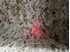 Picture of G&P AN/PEQ-2 Flashlight & Red laser (Black)