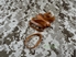 Picture of Devgru Navy SEALs Rubber Ring 10pcs Set aor1 mlcs lbt mbss aor2